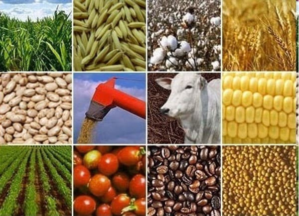Atividade econômica e agropecuária em Careaçu-MG