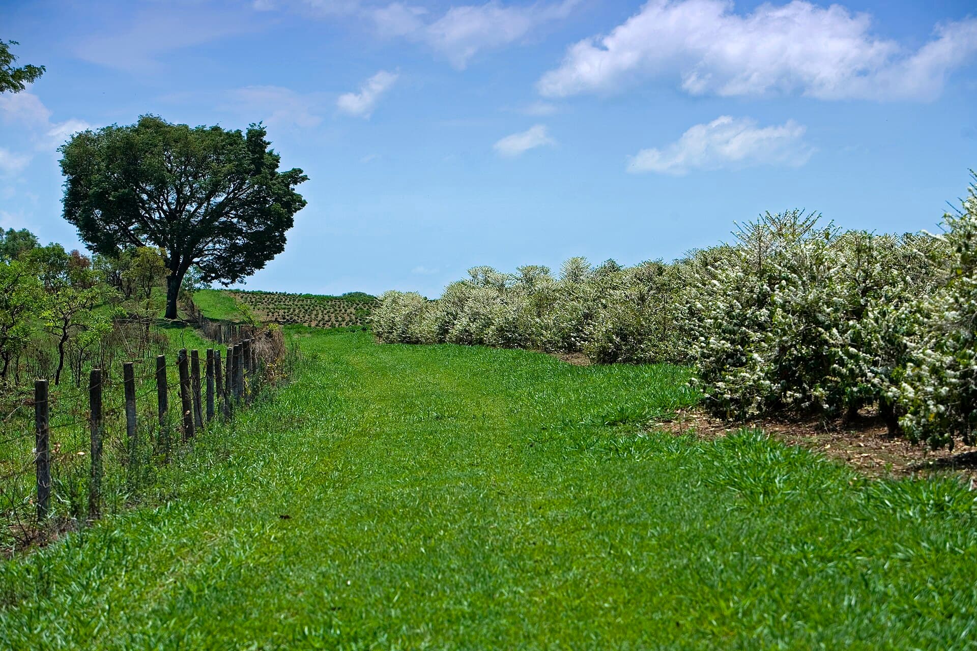 Paisagem verde do Sul de Minas Gerais